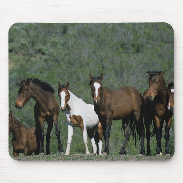 Group of Wild Mustang Horses Mouse Mat (Front)
