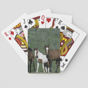 Group of Wild Mustang Horses Playing Cards