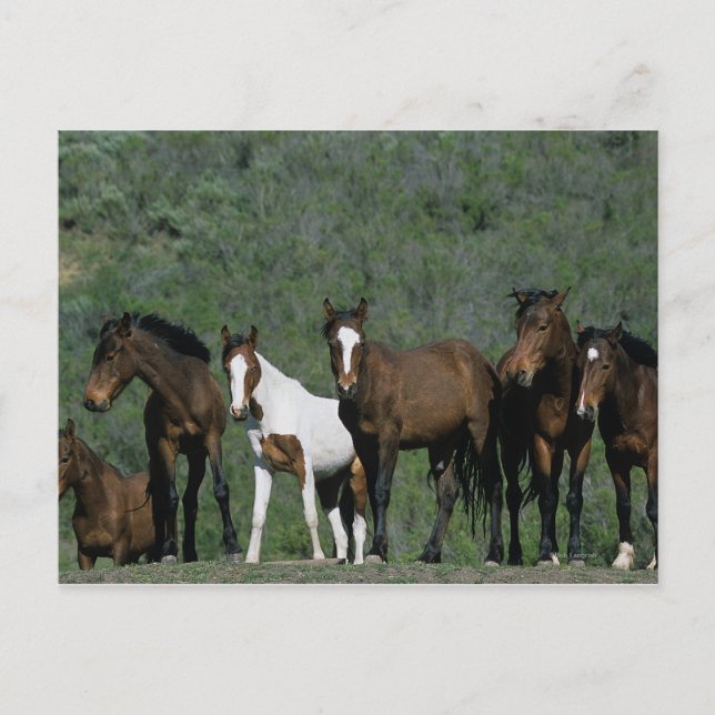 Group of Wild Mustang Horses Postcard (Front)