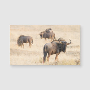 Group of wildebeest