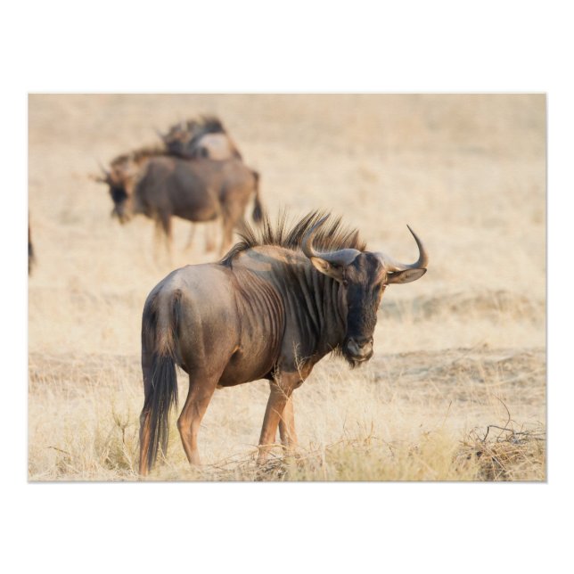 Group of wildebeest poster (Front)