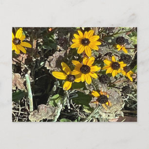 Group of Yellow Flowers Postcard