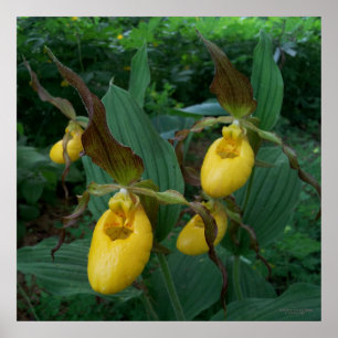 Group Of Yellow Lady's Slipper Orchid Flowers Poster