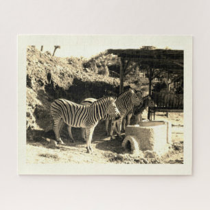 Group of zebras jigsaw puzzle