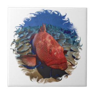 Grouper Fish On Coral Tile