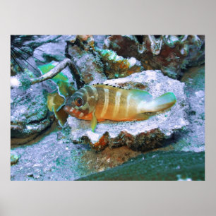 Grouper on a Half Shell Poster