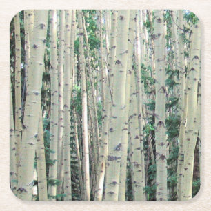 Grove of Colorado Aspen Trees Coaster