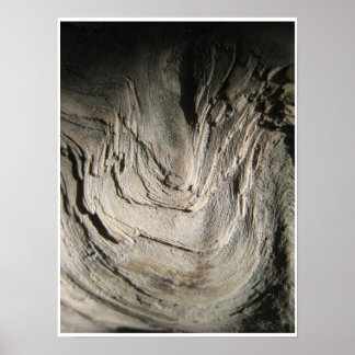 Grove of the Patriarchs Poster