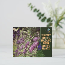 Grow Native Plants, Woodland Wildflowers Ironweed