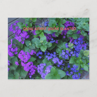 grow where you're planted postcard
