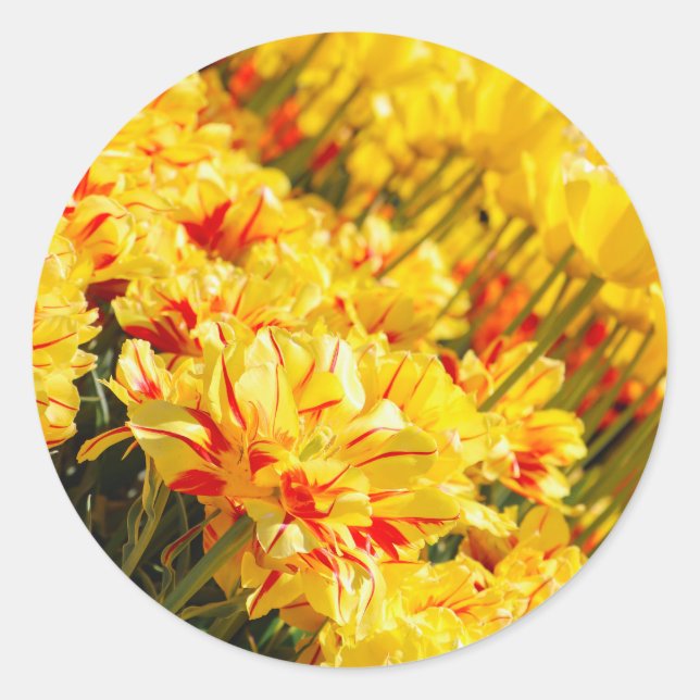 Growing in Gold  Classic Round Sticker (Front)