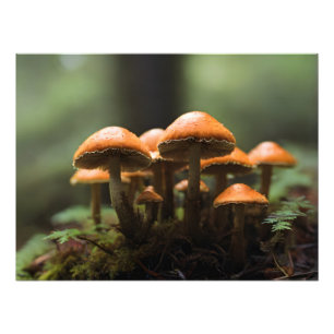 Growing mushrooms in forest photo print