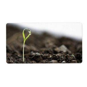 Growing sprout