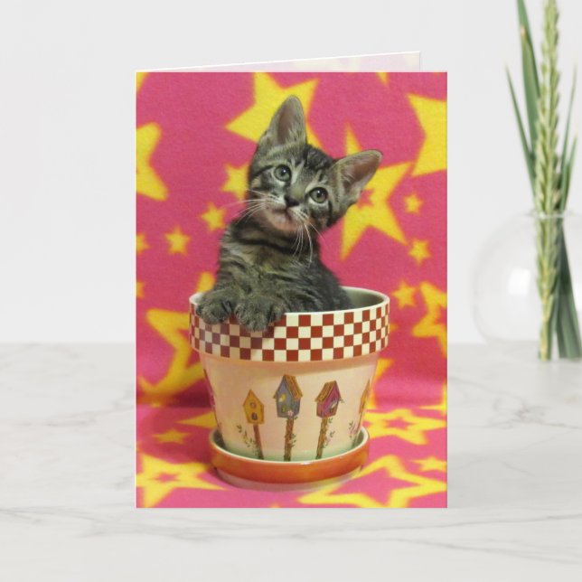 Growing Tabby Birthday Card - Cute Cat Pic (Front)