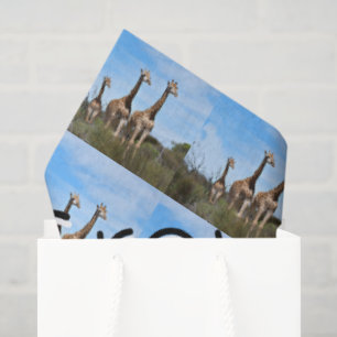 Growing Tall Safari Harmony Tissue Paper