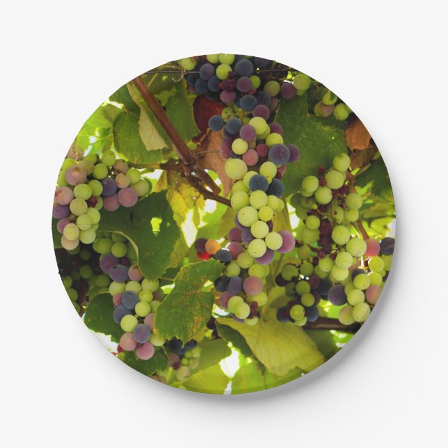 Growing Wine Paper Plate (Front)
