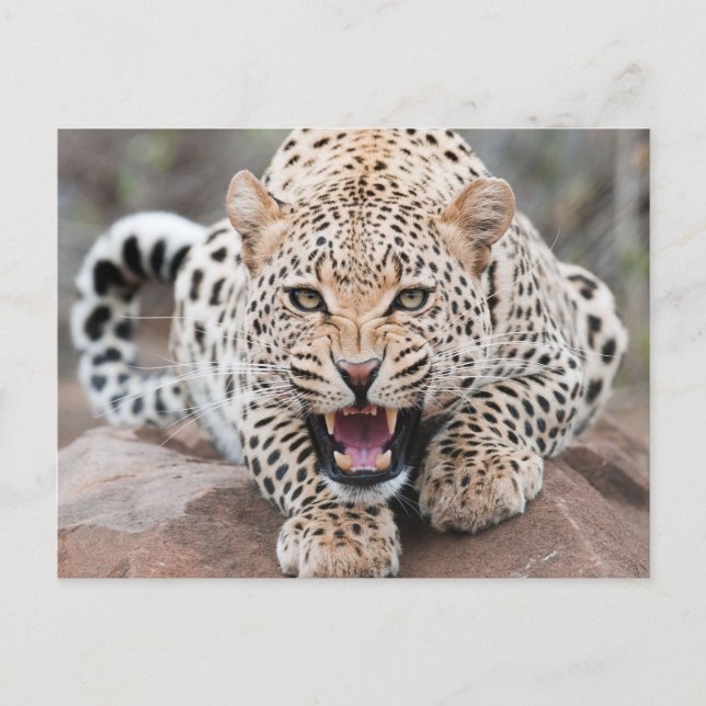 Growl Leopard Fierce Face Postcard (Front)