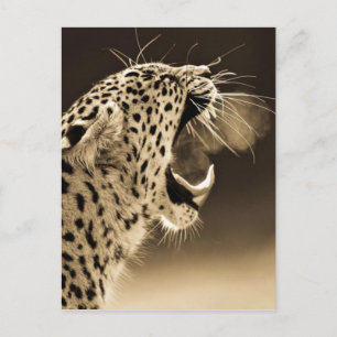 Growling Leopard Postcard