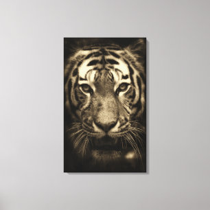 Growling Tiger Face in Sepia Tones Canvas Print