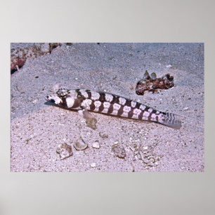 Grubfish in the Sand Poster