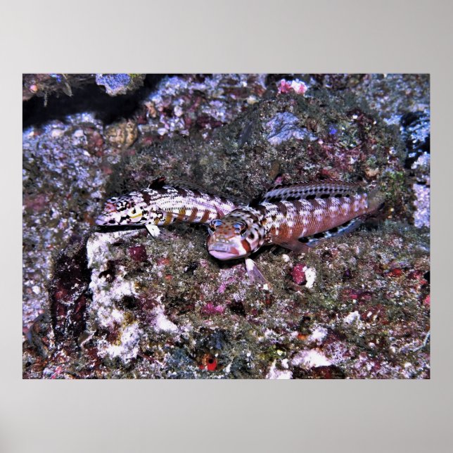 Grubfish Pair Poster (Front)