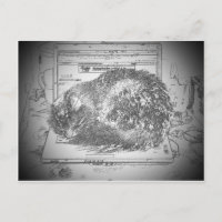 Grumpy Angel On A Laptop Lap cat?