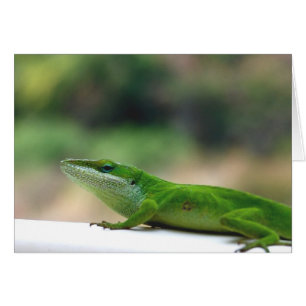 Grumpy Anole