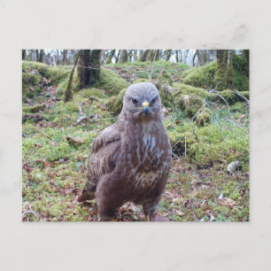 Grumpy Bird of Prey Buzzard With Attitude Humour Postcard
