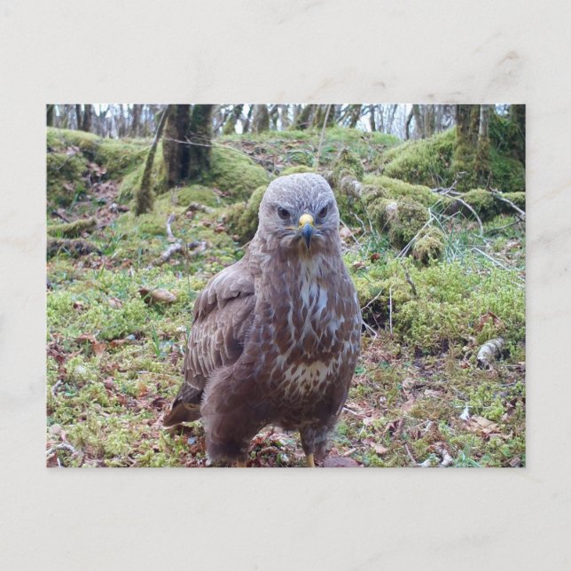 Grumpy Bird of Prey Buzzard With Attitude Humour  Postcard (Front)