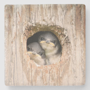 Grumpy Birds Stone Coaster