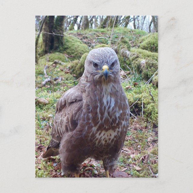 Grumpy Buzzard With Attitude Countryside Wildlife  Holiday Postcard (Front)