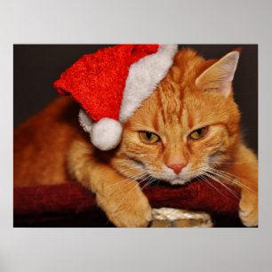 Grumpy Cat in a Red Santa Hat Poster