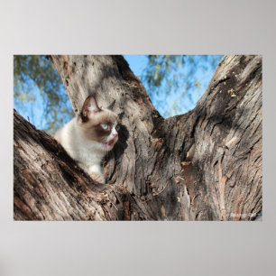 Grumpy Cat™ Meows Poster