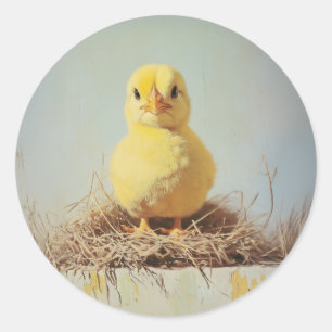 Grumpy Chick in Nest Classic Round Sticker