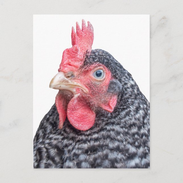 Grumpy Chicken Funny Frowning Hen Photo Postcard (Front)