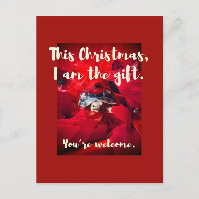 Grumpy Cute Baby Sulcata Tortoise Christmas Gift Postcard (Front)