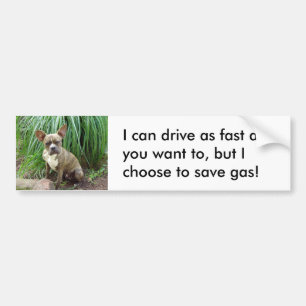 Grumpy dog Save gas Bumper Sticker