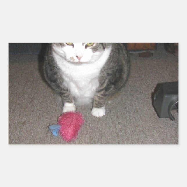 Grumpy Fat Cat is not amused Rectangular Sticker (Front)