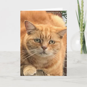 Grumpy Ginger Cat Card