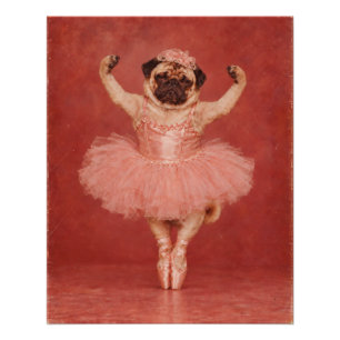 Grumpy Pug Ballerina in a Pink Tutu Poster
