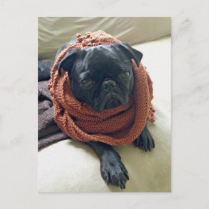 Grumpy Pug Postcard