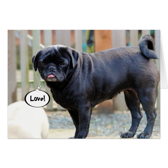 Grumpy Pug Valentine's Day Card
