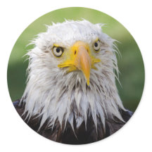Grumpy & Soggy Bald Eagle