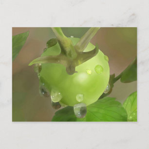 Grüne Tomate Postcard
