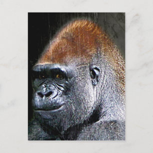 Grunge Lowland Gorilla Close-up Face Postcard