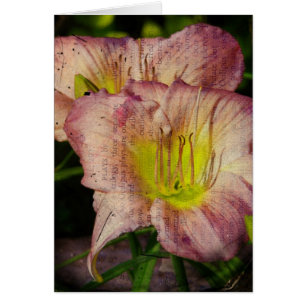 Grunged Up Look Daylily