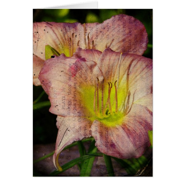 Grunged Up Look Daylily (Front)