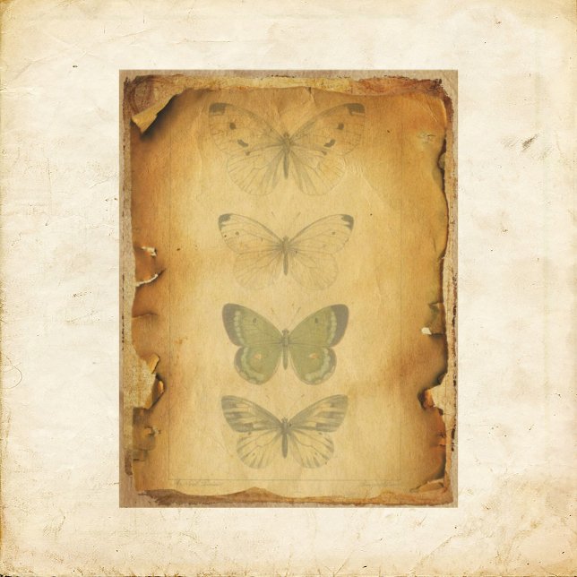 Grungy Butterfly Scrapbook Paper (Creator Uploaded)