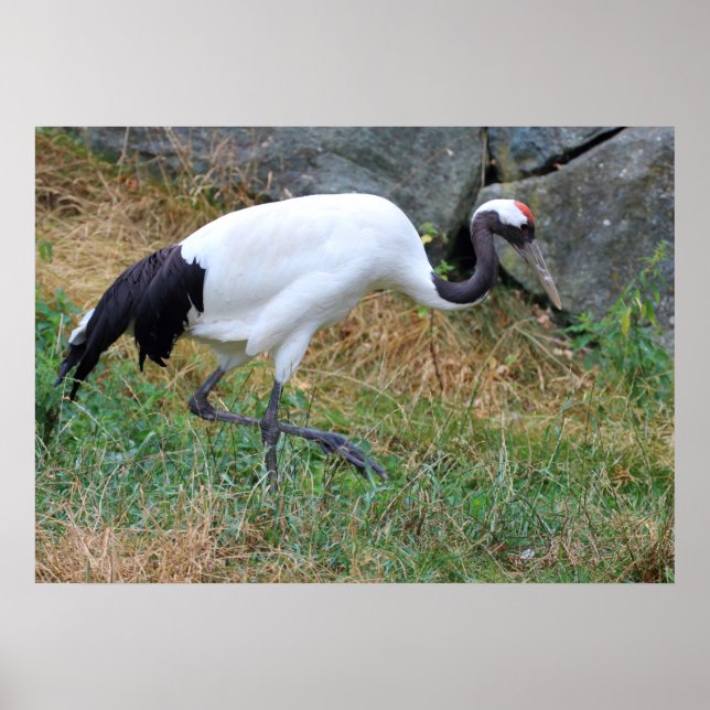 Grus japonensis poster (Front)