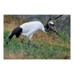 Grus japonensis poster